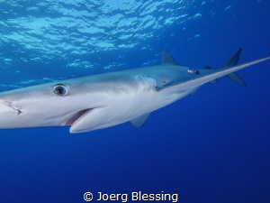 Should have brought the fisheye ;-)Blue shark off Faial, ... by Joerg Blessing 